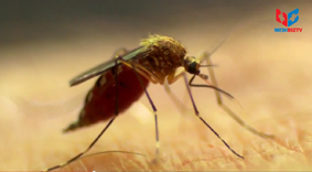  Flying Disease Malaria 